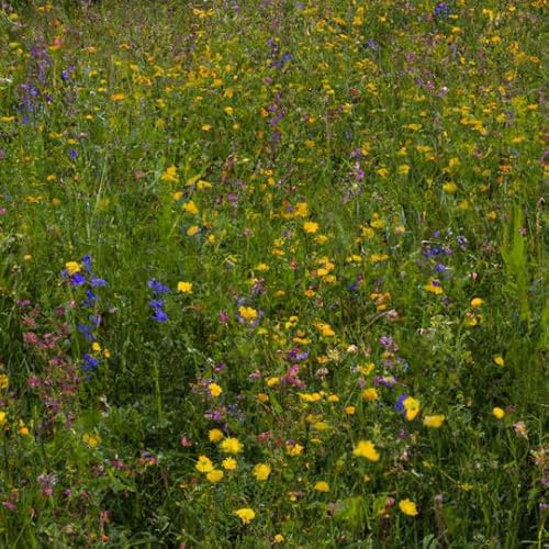 Schattenblumen-Mischung | 100g - 50m2 | Mehrjährig und winterhart | 14 Schattentolerante Blumen | Wildblumenwiese im Schatten | Höhe: 20-100 cm | einheimische Arten | Insektennahrung | Pflegeleicht von MRS Seeds & Mixtures