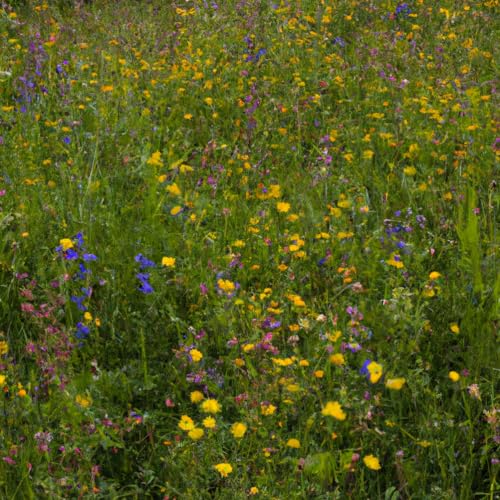 Schattenblumen-Mischung | 100g - 50m2 | Mehrjährig und winterhart | 14 Schattentolerante Blumen | Wildblumenwiese im Schatten | Höhe: 20-100 cm | einheimische Arten | Insektennahrung | Pflegeleicht Schattenblumen-Mischung | 100g - 50m2 | Mehrjährig und winterhart | 14 Schattentolerante Blumen | Wildblumenwiese im Schatten | Höhe: 20-100 cm | einheimische Arten | Insektennahrung | Pflegeleicht von MRS Seeds & Mixtures