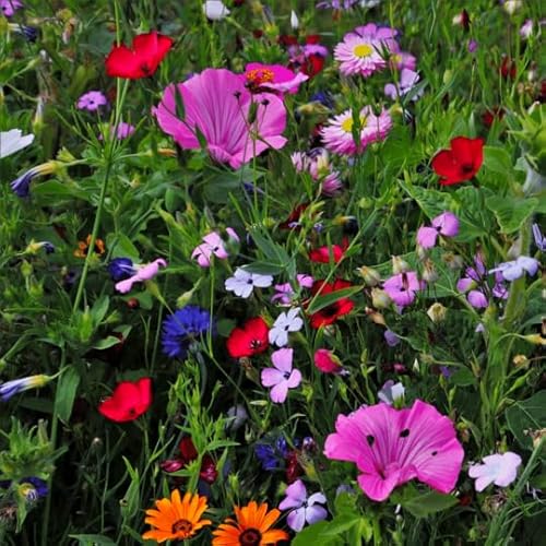 Sommerblumen-Mischung | 250g - 125m2 | Nur mehrjährige Sommerblumen | Winterhart und pflegeleicht | Höhe: 20-120 cm | 17 Sorten Blumensamen | Bunte Bienenmagnet | Premium Saatgut | MRS Seeds von MRS Seeds & Mixtures