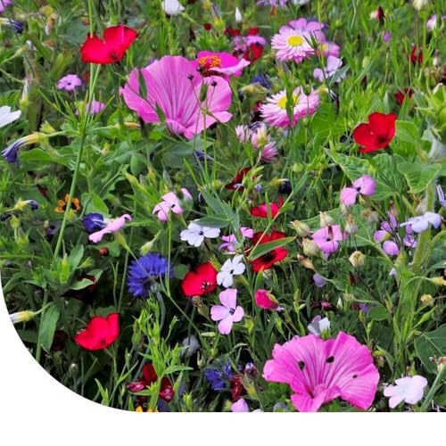 Sommerblumen-Mischung | 250g - 125m2 | Nur mehrjährige Sommerblumen | Winterhart und pflegeleicht | Höhe: 20-120 cm | 17 Sorten Blumensamen | Bunte Bienenmagnet | Premium Saatgut | MRS Seeds Sommerblumen-Mischung | 250g - 125m2 | Nur mehrjährige Sommerblumen | Winterhart und pflegeleicht | Höhe: 20-120 cm | 17 Sorten Blumensamen | Bunte Bienenmagnet | Premium Saatgut | MRS Seeds von MRS Seeds & Mixtures