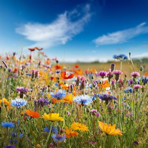 Tübinger Bienenweide | 250g - 125m2 | Blumensamen für Bienen | Bunte Blumenwiese | Einjährige und mehrjährige Wildblumen | Mit 11 Nektarreiche Arten | Schnellwachsende Blumenmischung von MRS Seeds & Mixtures