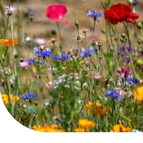Wildblumenmischung für 25 m² - Ein- und mehrjährige Wildblumensamen - 40 Arten - Farbenfrohe & Nektarreiche Blumenwiese - Premium Saatgut Wildblumenmischung für 25 m² - Ein- und mehrjährige Wildblumensamen - 40 Arten - Farbenfrohe & Nektarreiche Blumenwiese - Premium Saatgut von MRS Seeds & Mixtures