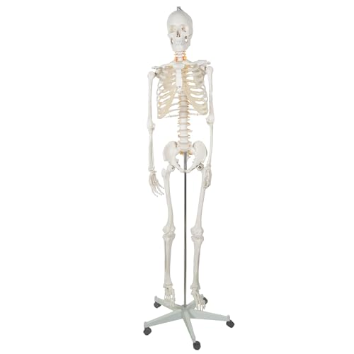 MT MALATEC Anatomisches Modell des Menschlichen Skeletts Skelettmodell Knochenskelett 22583 von MT MALATEC
