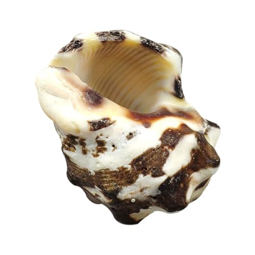 MUCKLILY 1 Stück Naturkonch Aquarium Ornament Dekoratives Accessoire für Fischkästen für Süß Reinigen für Aquarien und Perfektes für Feiern von MUCKLILY