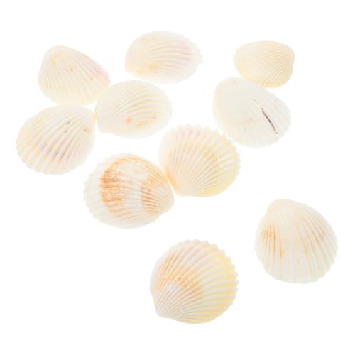 MUCKLILY 10 Stück Jakobsmuschel-Dekoration Meeresmuschel basteln Muscheldekor Party Gefälligkeiten Muscheln am Strand Muschelschmuck Muschel für den Strand Strand-Muschel- Hülse Weiß von MUCKLILY