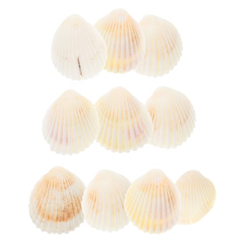 MUCKLILY 10 Stück Muscheldekoration Party Gefälligkeiten Muscheln Strandmuscheln Muscheln Am Strand Muscheln Zum Basteln Muschel Für Den Strand Strand-Muschel- Hülse Weiß von MUCKLILY
