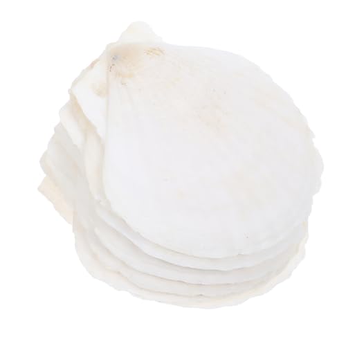 MUCKLILY 10 Stück Teiliges Weißes Muschel dekor Natürliche Scallop Muscheln für DIY Basteln Aquarium Dekoration Ökologische Flaschen Gestaltung Nautische Akzente MUCKLILY 10 Stück Teiliges Weißes Muschel dekor Natürliche Scallop Muscheln für DIY Basteln Aquarium Dekoration Ökologische Flaschen Gestaltung Nautische Akzente von MUCKLILY