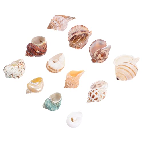 MUCKLILY 12 Stücke Conch Shell Garnieren Tank Große Dekorationen Krabben Fisch Muscheln Aquarium Natürliche Höhle von MUCKLILY