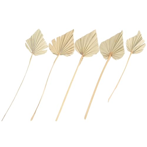 MUCKLILY 5 Stück Getrocknete Palmblätter Natürliche Palmfächer Deko für Hochzeit Party Boho Wohnraum Tischdekoration Rustikal MUCKLILY 5 Stück Getrocknete Palmblätter Natürliche Palmfächer Deko für Hochzeit Party Boho Wohnraum Tischdekoration Rustikal von MUCKLILY