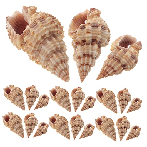 MUCKLILY Aquarien Muscheldekoration Für Aquarien Natürliche Muschelkunst Muschelschalen Für Schreibtisch DIY-Muschel Aquarium Dekoration Garten Dekoration Terrarien MUCKLILY Aquarien Muscheldekoration Für Aquarien Natürliche Muschelkunst Muschelschalen Für Schreibtisch DIY-Muschel Aquarium Dekoration Garten Dekoration Terrarien von MUCKLILY