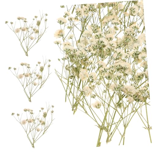 MUCKLILY Trockenblumenstrauß Schleierkraut Getrocknet DIY Landschaftsdeko Natürliche Blumen Zweige für Zuhause Bastelmaterial für Blumengestaltung und Wohnaccessoires von MUCKLILY