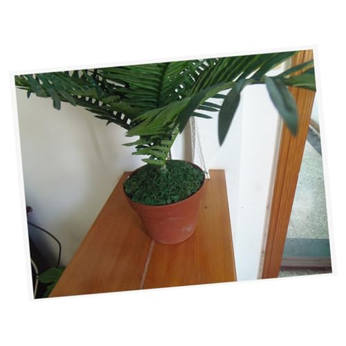 MUELODSIC Packungen Pack Getrocknetes Moos und Flechten für Kreative Dekoration pro Packung für Terrarien Garten Hochzeiten und DIY Projekte MUELODSIC Packungen Pack Getrocknetes Moos und Flechten für Kreative Dekoration pro Packung für Terrarien Garten Hochzeiten und DIY Projekte von MUELODSIC