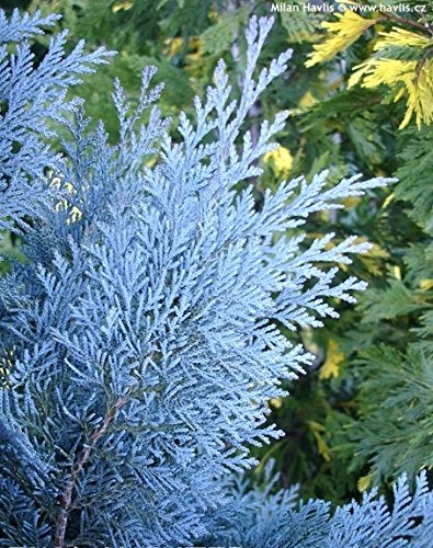 10 Samen von lawsons Scheinzypresse Glauca blau Lawson Cypress von MULFI_LVSBEL