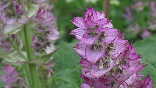 Salvia Sclarea, Saatgut, 25 Samen von MULFI_TWF