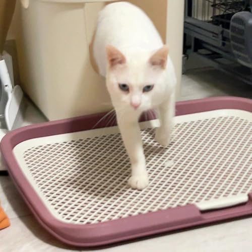 65 x 50 cm Katzentoilette, erhöhte Katzentoilette, Auffangunterlage mit Filterfunktion, große doppellagige Katzenstreu, Auffangrampe für einfache Reinigung, Violett von MUMUXIAO