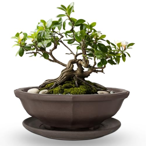 MUZHI Bonsaischale aus Keramik, unglasiert, Blumenform, mit Untertasse, klassisch, Retro-Zisha-Keramik-Pflanzgefäß, rund, für Baum, Kakteen, Sukkulenten, Arrangement, 17,3 cm MUZHI Bonsaischale aus Keramik, unglasiert, Blumenform, mit Untertasse, klassisch, Retro-Zisha-Keramik-Pflanzgefäß, rund, für Baum, Kakteen, Sukkulenten, Arrangement, 17,3 cm von MUZHI