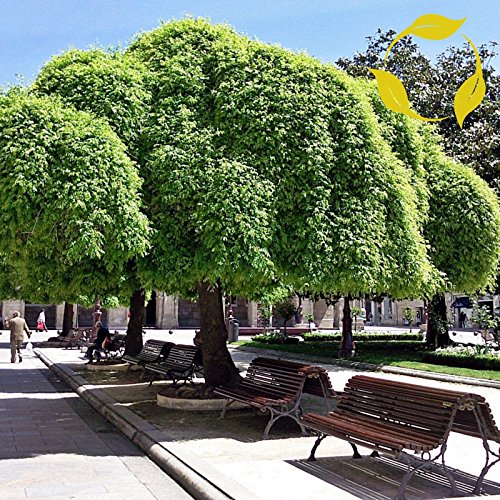 Japanische Pagoda Tree Sophora Japonica, 10 Samen von MW229