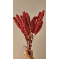 Getrocknetes Setaria-Gras - Weinfarbe, Getrocknete Blumen, Gefärbtes Gras, Pflanzen, Naturgras von MYBOUQUETS