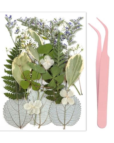 MYGLOAR 21 Stück trocken gepresste Blattpflanzenproben, gemischte Blattblütenblätter, echtes natürliches trockenes Blattharz, Kunsthandwerk, DIY-Dekoration, Ornamente, mit 1 Pinzette von MYGLOAR