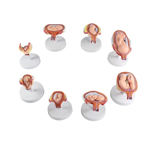 Fetus Entwicklung Modell, Modelle Der Stadien Der Schwangerschaft Und Embryonalentwicklung Schwangerschaft Oktober Fetus Modell Medizinische Lehrmittel Satz Von 8 Modellen Fetus Entwicklung Modell, Modelle Der Stadien Der Schwangerschaft Und Embryonalentwicklung Schwangerschaft Oktober Fetus Modell Medizinische Lehrmittel Satz Von 8 Modellen von MYRTFK