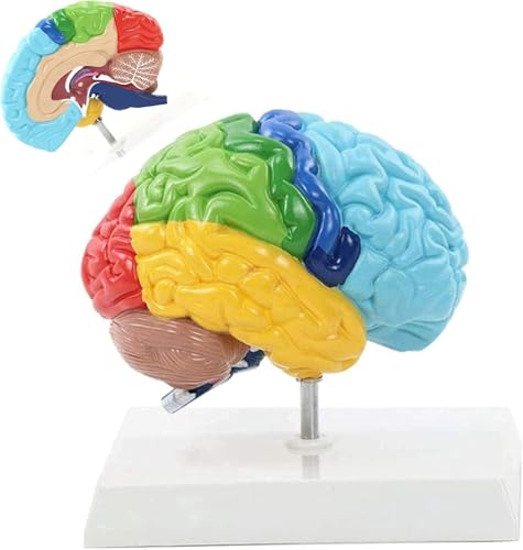 Menschliches Gehirn Modell PVC 19X15x19 cm Menschlicher Körper 1: 1 Rechte Hemisphäre Funktionsbereich Menschliches Gehirn Anatomie Modell Für Den Medizinunterricht Anatomie Lehrmittel Menschliches Gehirn Modell PVC 19X15x19 cm Menschlicher Körper 1: 1 Rechte Hemisphäre Funktionsbereich Menschliches Gehirn Anatomie Modell Für Den Medizinunterricht Anatomie Lehrmittel von MYRTFK