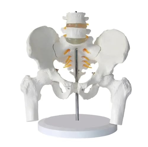 Modell des weiblichen Beckens, lebensgroßes weibliches Becken und zwei Lendenwirbel-Wirbelsäulenmodell, Oberschenkelwirbelsäule mit Oberschenkelknochenmodell zur anatomischen Ausbildung von MYRTFK