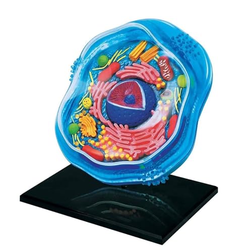 Modelle Skelettanatomie Tier und Pflanze, anatomisches Modell Zellorgane Zelle Tier Lernmodell Mikrobiologie Struktur unter dem Mikroskop Modelle Skelettanatomie Tier und Pflanze, anatomisches Modell Zellorgane Zelle Tier Lernmodell Mikrobiologie Struktur unter dem Mikroskop von MYRTFK