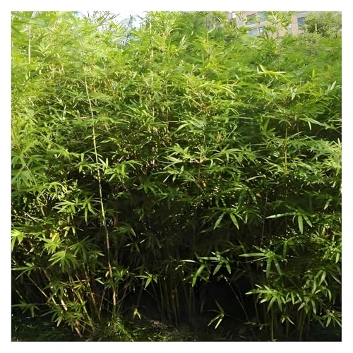 MZZKFC künstlicher Bambus Abnehmbare, Realistische Künstliche Bambusbäume, Spleißen Von Simulationsbambus Restaurant Hotel Bibliothek, Kommerzieller Sichtschutzzaun(10 Bamboos,250cm/98.4 in) von MZZKFC