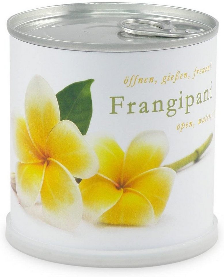 MacFlowers® Anzuchttopf Frangipani Plumeria Blumen in der Dose tropische Schönheit, T 75x B 75x H 80 cm von MacFlowers®