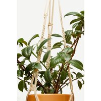 Makramee Pflanze Aufhänger/Suspension Macramé Hängen Pflanzer Innen Baumwolle Seil Pflanzer Blume Topf Halter Boho Home Decor Makramee Pflanze Aufhänger/Suspension Macramé Hängen Pflanzer Innen Baumwolle Seil Pflanzer Blume Topf Halter Boho Home Decor von MacrameDecorStore