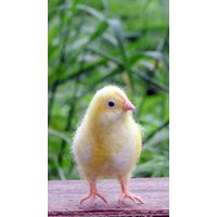 Gefilzte Küken Gelb Frühlingsdekoration von Made4uByMagic