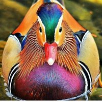 Fliesenuntersetzer - Enten 4Er Set | 2 Sets Kaufen 1 Kostenlos Erhalten Untersetzer Set, Keramik, Personalisiert Fliesenuntersetzer - Enten 4Er Set | 2 Sets Kaufen 1 Kostenlos Erhalten Untersetzer Set, Keramik, Personalisiert von MadePerfectCoasters