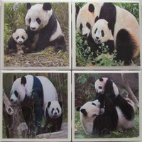 Fliesenuntersetzer - Pandabär 4Er Set | 2 Sets Kaufen 1 Kostenlos Erhalten Untersetzer Set, Keramik, Personalisiert, Untersetzer, Marmor von MadePerfectCoasters