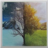 Untersetzer Keramik - Bäume 4Er Set | Kaufen Sie 2 Sets Erhalten 1 Gratis Untersetzer, Keramik, Personalisiert, Marmor von MadePerfectCoasters