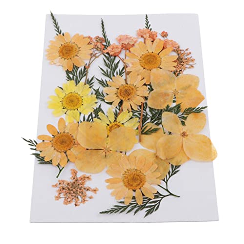 MagiDeal 25x Gepresste Blätter Getrocknete Scrapbooking Phone Cover Crafts, Orange MagiDeal 25x Gepresste Blätter Getrocknete Scrapbooking Phone Cover Crafts, Orange von MagiDeal