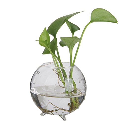 MagiDeal Glas Hydrokulturen Topf Vase Fee Garten DIY Terrarium Container, klar, 8cm Dia von MagiDeal