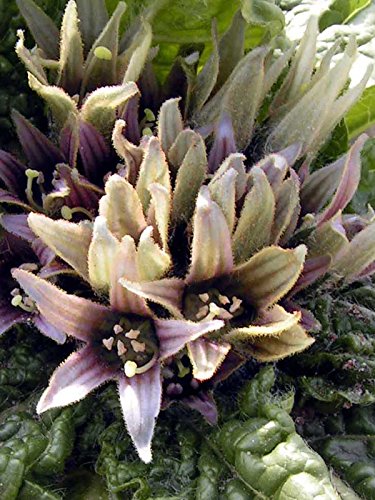 Alraune (Mandragora officinarum) 10 Samen der magischen im Frühling blühenden Zauberpflanze von Magic Garden Seeds