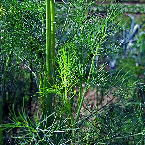 Dill (Anethum graveolens) 600 Samen Dille Gurkenkraut von Magic Garden Seeds