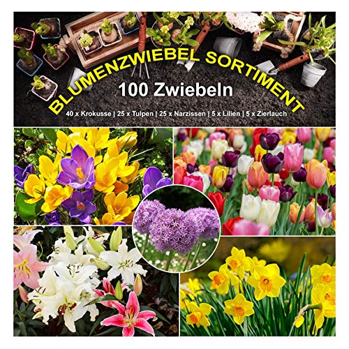 100 x Blumenzwiebel Garten Sortiment - 5 Sorten Mix beliebte Frühlingsblüher - mehrjährig - winterhart - SAISONWARE - NUR KURZE ZEIT ERHÄLTLICH 100 x Blumenzwiebel Garten Sortiment - 5 Sorten Mix beliebte Frühlingsblüher - mehrjährig - winterhart - SAISONWARE - NUR KURZE ZEIT ERHÄLTLICH von Magic of Nature