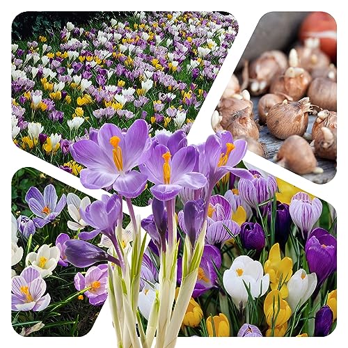 Krokus Zwiebeln (50 Stück) Blumenzwiebeln - MIX grossblumig 6/7 - Prachtmischung - mehrjährig - winterhart - SAISONWARE - NUR KURZE ZEIT ERHÄLTLICH von Magic of Nature