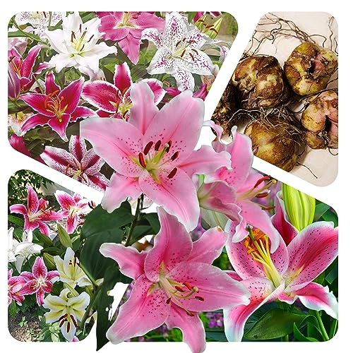 Lilien Zwiebeln (5 Stück) Blumenzwiebeln - Orientalische Mischung - Grösse 14/16 - mehrjährig - winterhart - SAISONWARE - NUR KURZE ZEIT ERHÄLTLICH von Magic of Nature