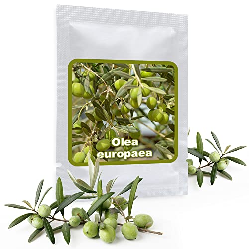 Olivenbaum - Olive - Ölbaum 10 Samen/Pack (Olea europaea) - ein Baum mit hoher Symbolkraft von Magic of Nature