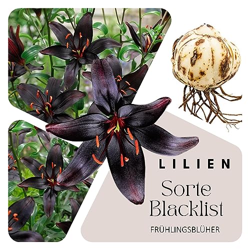 Schwarze Lilien Zwiebeln (10 Stück) Blumenzwiebeln - Sorte: Blacklist - XXL Grösse 18/20 - mehrjährig - winterhart - SAISONWARE - NUR KURZE ZEIT ERHÄLTLICH von Magic of Nature