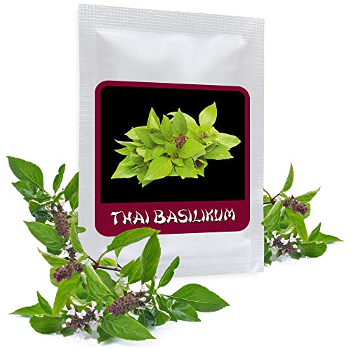 Thai Basilikum 100 Samen (Ocimum Basilicum) - beliebte Gewürzpflanze für die Asiatische Küche von Magic of Nature