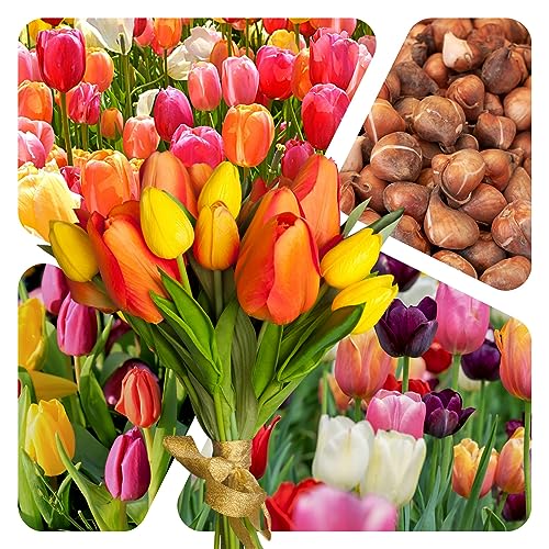 Tulpen Zwiebeln (25 Stück) - Blumenzwiebeln bunte Frühlings Mischung - Grösse 10/11 - mehrjährig - winterhart - SAISONWARE - NUR KURZE ZEIT ERHÄLTLICH von Magic of Nature