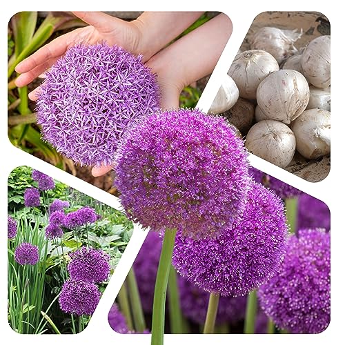 Zierlauch Zwiebeln (10 Stück) - Blumenzwiebeln Allium Giganteum Riesenlauch - Grösse 16/20 - mehrjährig - winterhart - SAISONWARE - NUR KURZE ZEIT ERHÄLTLICH von Magic of Nature