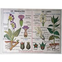 Altes Mdi-Schulplakat „Primulaceae Und Kartoffeln - Solanaceae"/Magic'puce Etsy-Auswahl von MagicPuce