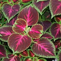 Coleus Regenbogen Mix Samen - 100 Samen Code 429 von Magicgreekgarden