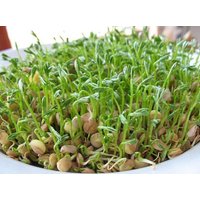 Linsen Samen - 50 Oder 200 Code 116 von Magicgreekgarden