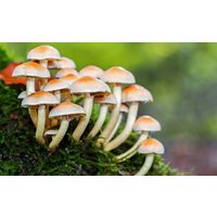 Zierpilze Mix-Samen-Code 524 von Magicgreekgarden
